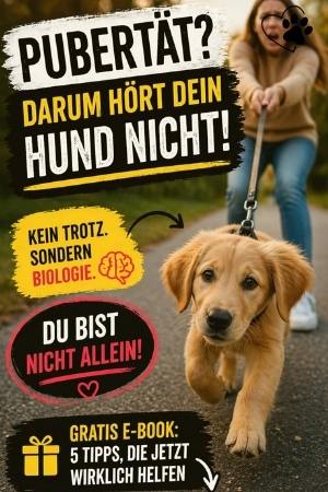 Hund hört nicht mehr