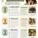 Welpe kommt nach Hause 3-3-3 Regel Hunde Poster A3 Infografik (8)_compressed