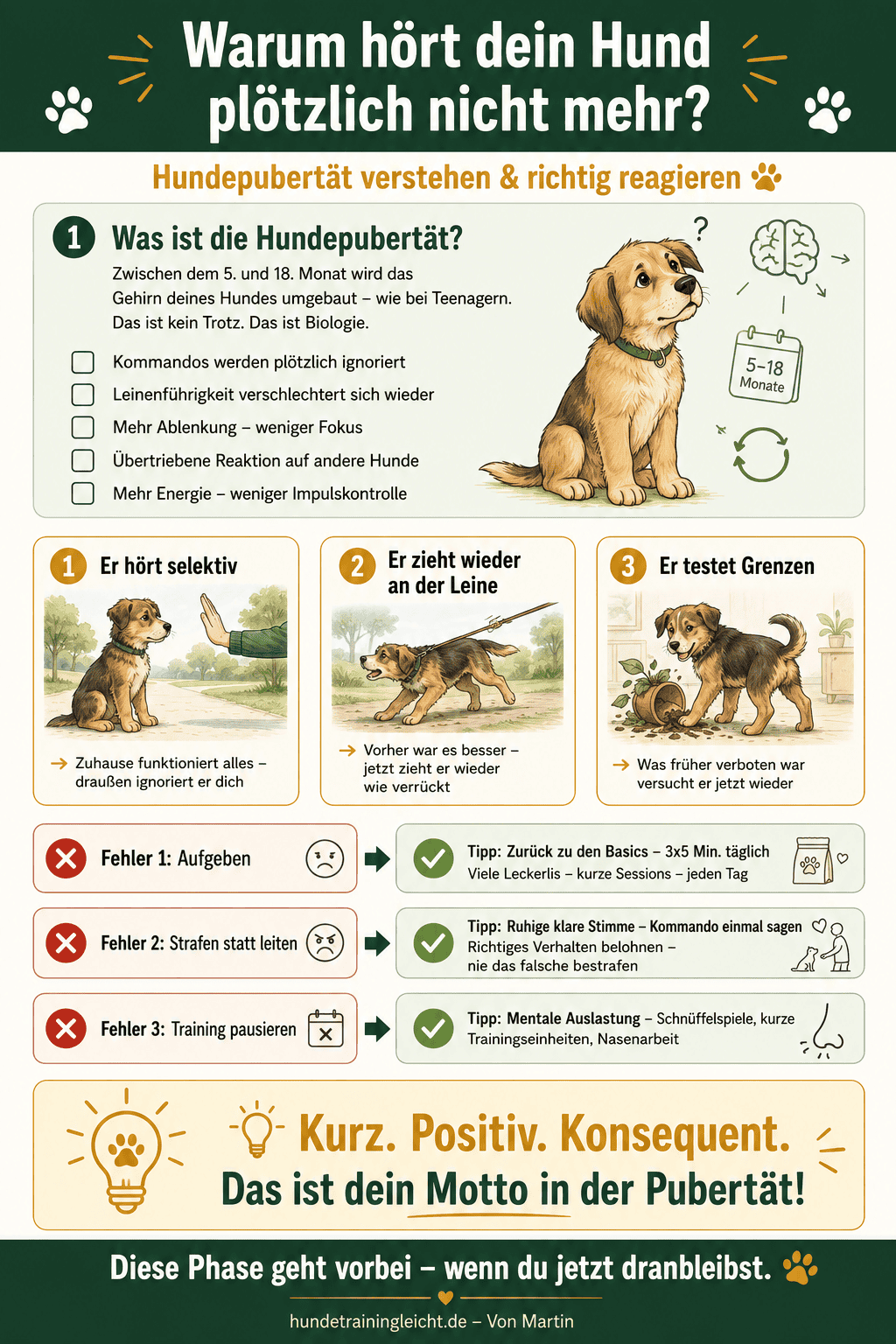 Hundepubertät – Anzeichen und was dahinter steckt