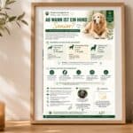 Ab wann gilt ein Hund als Senior? Was verändert sich? Infografik: Ab wann gilt ein Hund als Senior – Anzeichen und Veränderungen